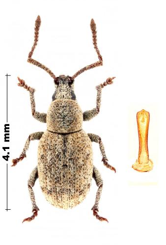 Pseudomeira flavipennis
